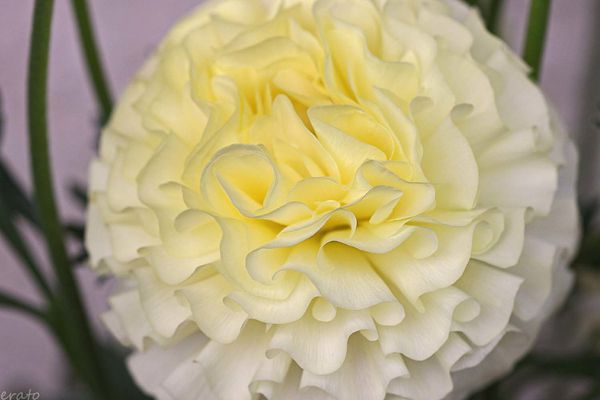 fleurs-047_New1a.jpg