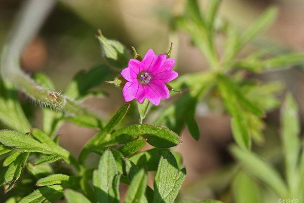 fleurs-076a.jpg