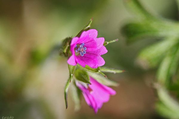 fleurs-078a.jpg