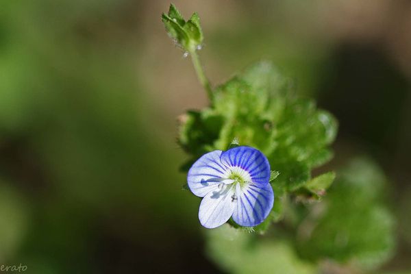 fleurs-082a.jpg