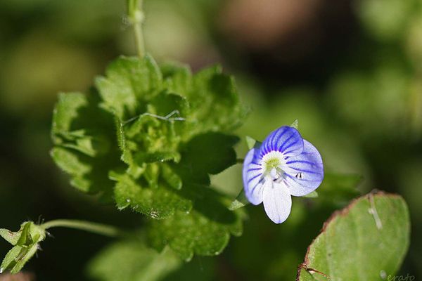 fleurs-083a-copie-1.jpg