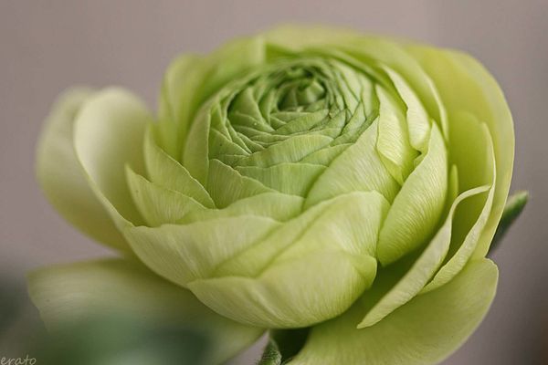 fleurs-083a.jpg