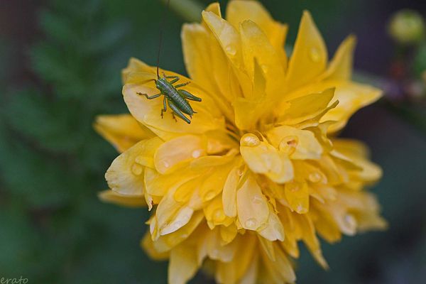 fleurs-094a.jpg