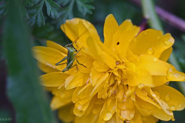 fleurs-096a-copie-1.jpg
