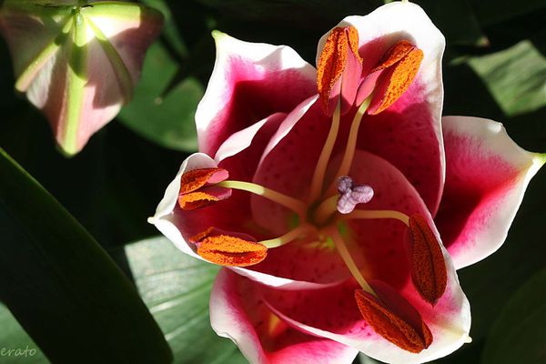 fleurs-096a.jpg
