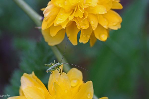 fleurs-102a.jpg
