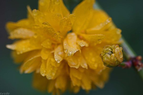 fleurs-104a.jpg