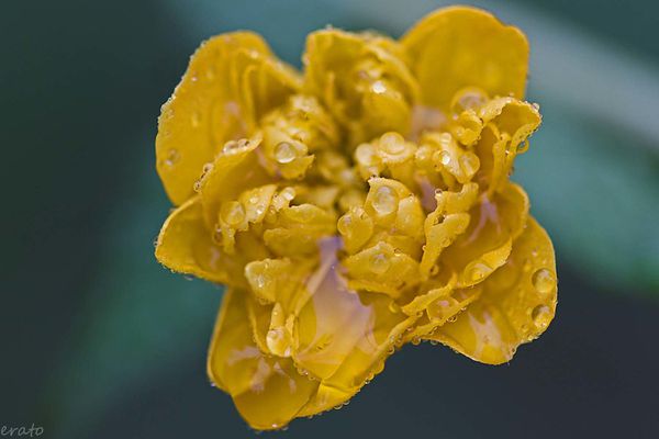 fleurs 106a