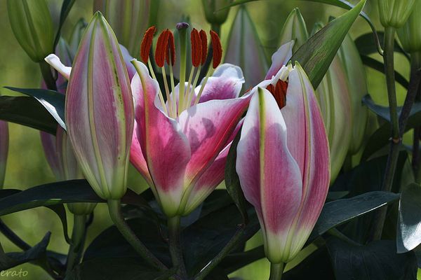 fleurs-123a.jpg