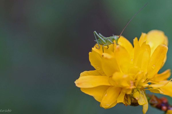 fleurs-124a.jpg