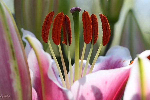 fleurs-130a.jpg