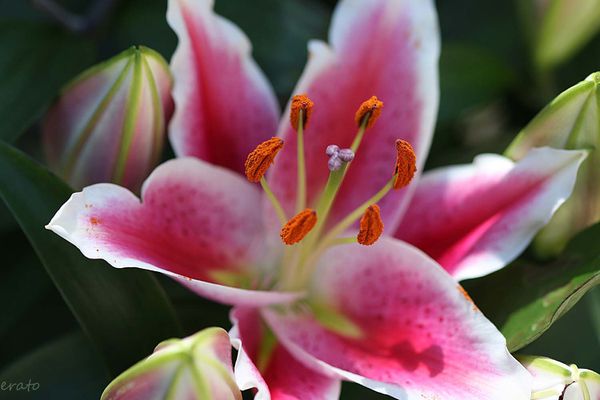 fleurs-139a.jpg