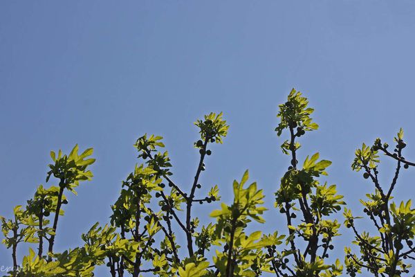 ciel-008a.jpg