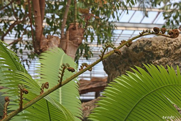 ferme aux crocodiles 260a