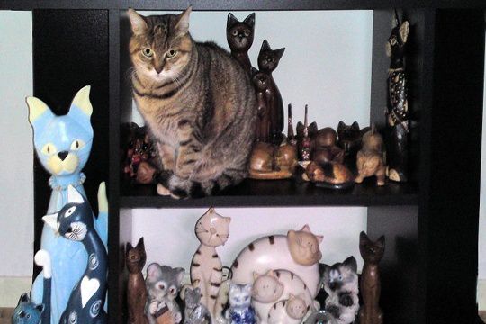 collection--chats.jpg