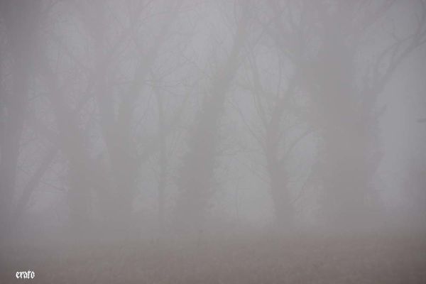 brouillard-18-01-2011-012.JPG