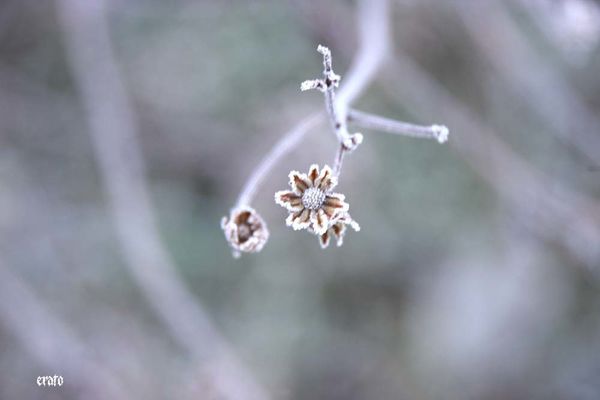 gelees-matinales-janvier-2011-020.JPG