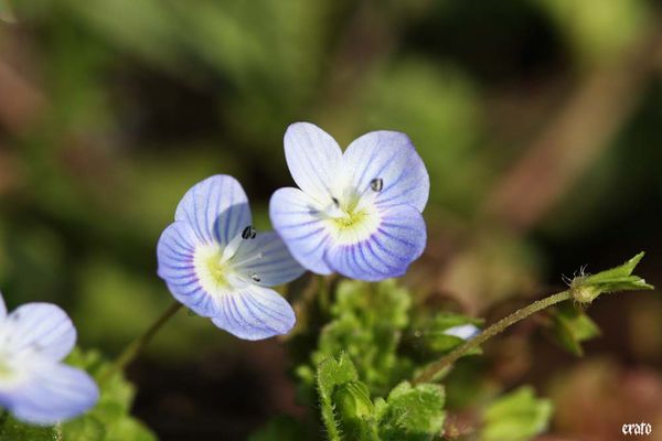 macro--mars-2011-011.JPG