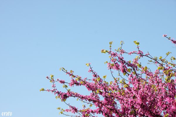 18-avril-2011---le-ciel-001.JPG