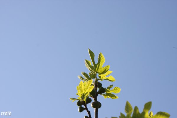 18-avril-2011---le-ciel-002.JPG