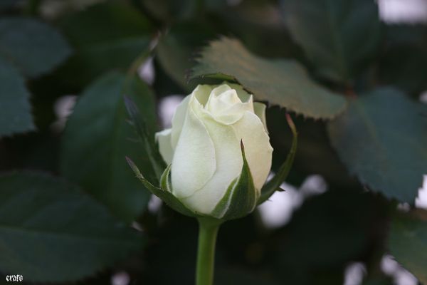 20-avril-2011--roses-blanches---ancolies-008.JPG