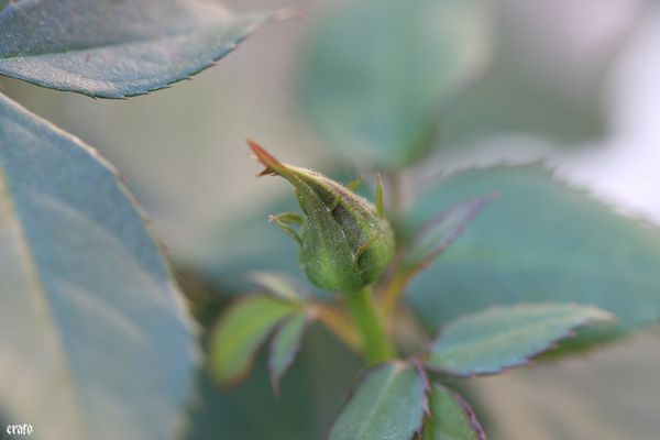 20-avril-2011--roses-blanches---ancolies-021.JPG