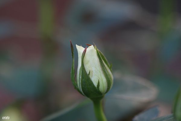 20-avril-2011--roses-blanches---ancolies-025.JPG
