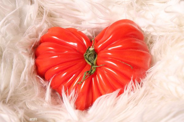 28-avril-2011---tomate-coeur-de-boeuf-002-a.jpg
