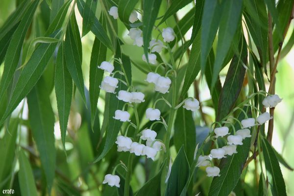 30-avril-2011---muguet-010-a.jpg