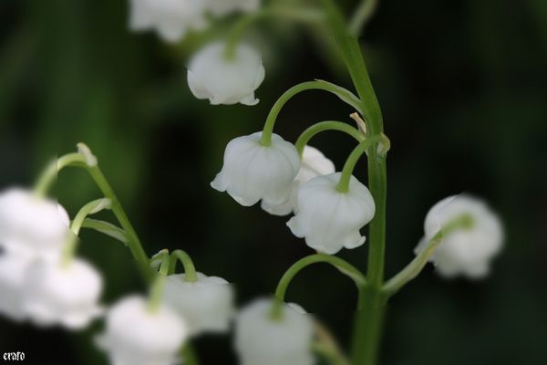 30-avril-2011---muguet-019-a.jpg