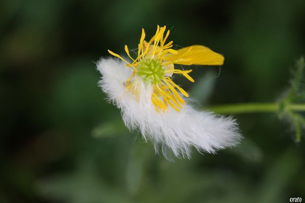 5-mai-2011---macro-fleurs-030-a.jpg