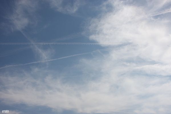 9-mai-2011---ciel--insecte-ds-eglantine-001.JPG