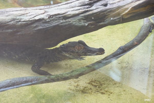 11-mai-2011---La-ferme-aux-crocodiles---suite--052-a.jpg