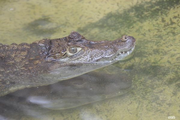 11-mai-2011---La-ferme-aux-crocodiles---suite--054-a.jpg
