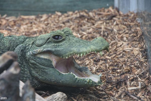 11-mai-2011---La-ferme-aux-crocodiles---suite--056-a.jpg