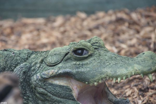 11-mai-2011---La-ferme-aux-crocodiles---suite--059-a.jpg