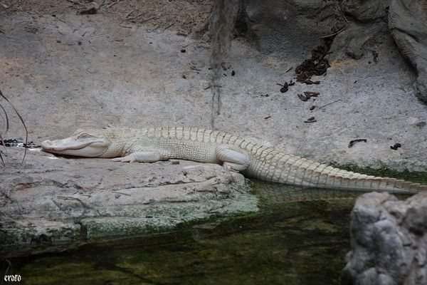 11-mai-2011---La-ferme-aux-crocodiles---suite--061-a.jpg