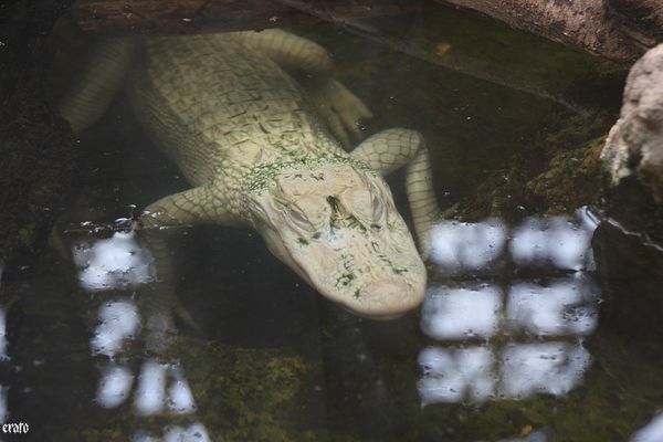11-mai-2011---La-ferme-aux-crocodiles---suite--063-a.jpg