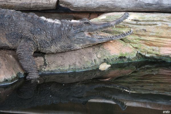 11-mai-2011---La-ferme-aux-crocodiles---suite--091-a.jpg