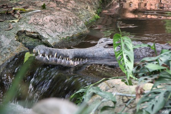 11-mai-2011---La-ferme-aux-crocodiles---suite--093-a.jpg