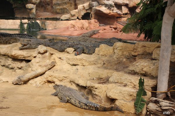 11-mai-2011---La-ferme-aux-crocodiles---suite--094-copie-1.jpg