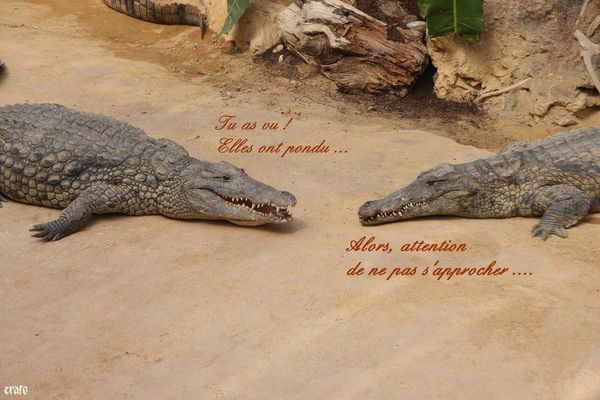 11-mai-2011---La-ferme-aux-crocodiles---suite--096-copie-1.jpg
