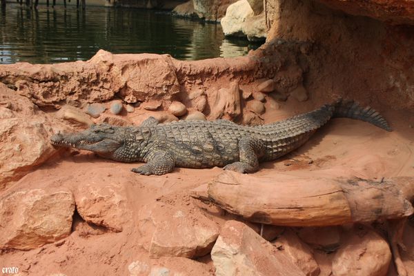 11-mai-2011---La-ferme-aux-crocodiles---suite--104-a.jpg