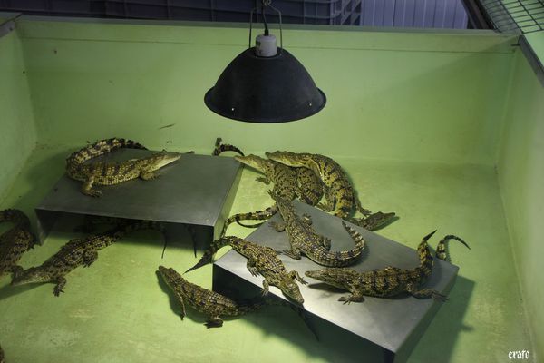 11-mai-2011---La-ferme-aux-crocodiles---suite--124-a.jpg