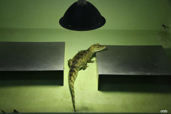 11-mai-2011---La-ferme-aux-crocodiles---suite--126-a.jpg