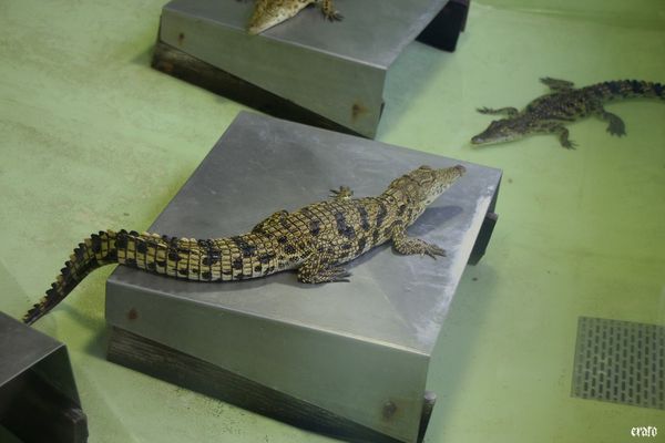 11-mai-2011---La-ferme-aux-crocodiles---suite--128-a.jpg