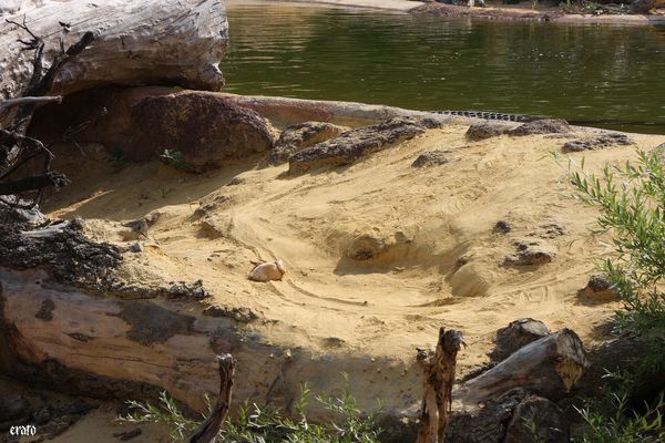 11-mai-2011---La-ferme-aux-crocodiles---suite--174-copie-1.jpg