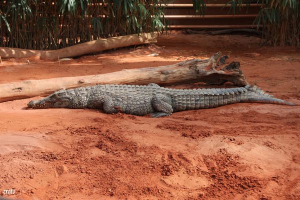 11-mai-2011---La-ferme-aux-crocodiles---suite--180-a.jpg