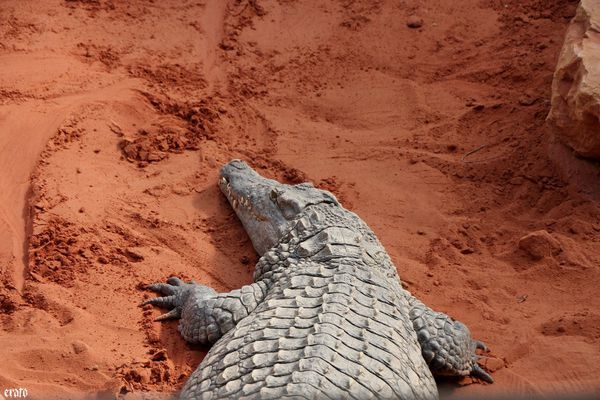11-mai-2011---La-ferme-aux-crocodiles---suite--181-a.jpg