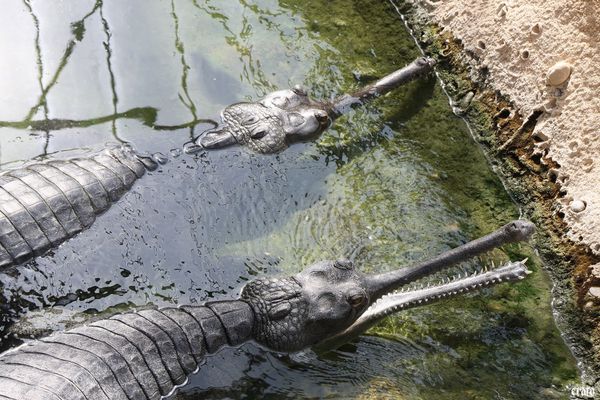 11-mai-2011---La-ferme-aux-crocodiles---suite--188-a.jpg